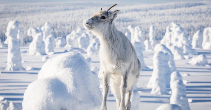 ”Ailo” og ”Frost” bringer nordområdene til verden